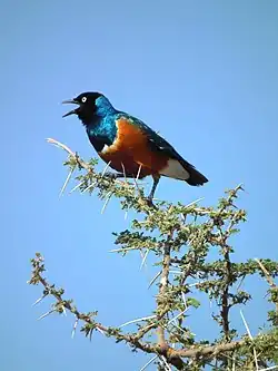 Lamprotornis superbus