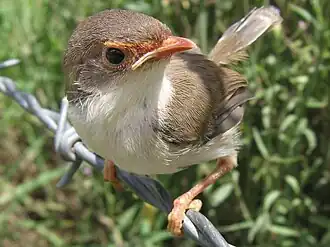 Un jeune Mérion superbe de la sous-espèce M. c. cyanochlamys.
