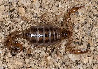 Description de l'image Superstitionia donensis Loarie.jpg.