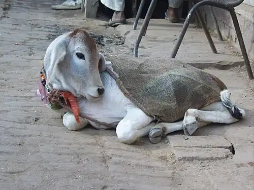 Veau asiatiqueInde