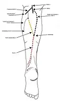 Nerf sural de type 1