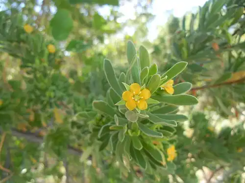 Vue d'une fleur