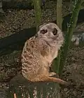 Suricate