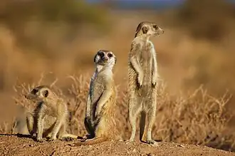 Suricata suricatta