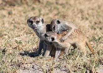 Autre groupe de suricates, dans le pan de Makgadikgadi au Botswana.