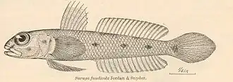 Description de l'image Suruga fundicola.jpg.