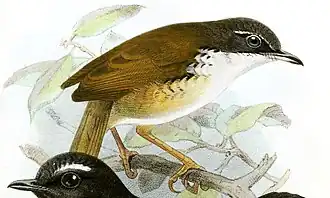 Description de l'image SuyaAlbigularisKeulemans.jpg.