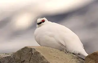 Lagopus muta hyperborea