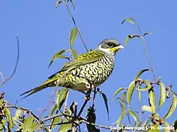 Phibalure à queue fourchue (Phibalura flavirostris)