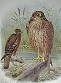 Planche ornithologique