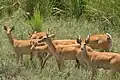 Hardes de cerfs barasingha