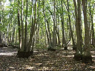 Description de cette image, également commentée ci-après