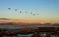 Cygnes sur le Lac