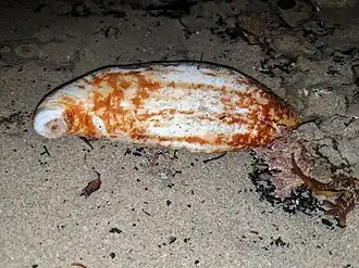 Molpadia arenicola en Californie.