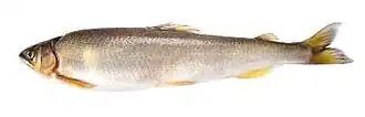 Plecoglossus altivelis (Plecoglossidae)