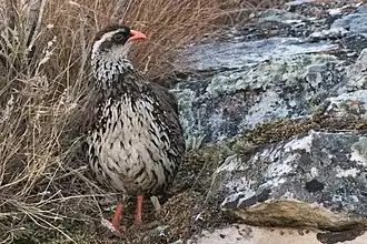 Description de l'image Swierstra-s Spurfowl 143ND500 DSC1518.jpg.