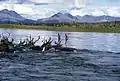Caribous dans la rivière Kobuk