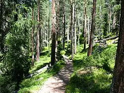 Forêt de Pin.