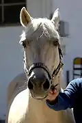 Femelle palomino, vue de face.