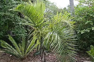 Description de l'image Syagrus picrophylla 3zz.jpg.