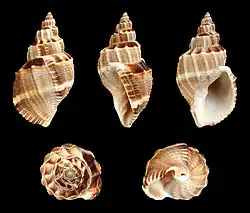 Sydaphera spengleriana&nbsp;(en), un Cancellariidae.