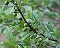 Fruits