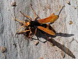 Cryptocheilus bicolor