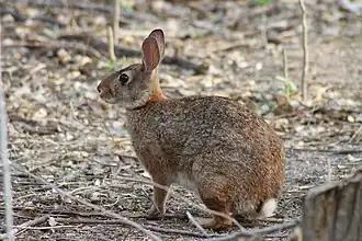 Description de l'image Sylvilagus graysoni.jpg.