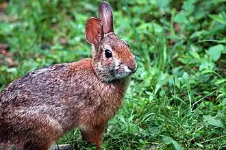 Description de l'image Sylvilagus obscurus 3.jpg.