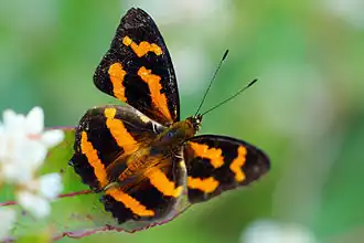Symbrenthia hypselis