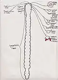 Le tronc sympathique et l'innervation SCG des organes cibles dans la tête.