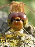 Macrophotographie de la tête