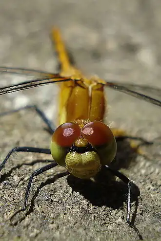 Description de cette image, également commentée ci-après