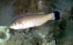 Symphodus melanocerus