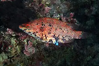 Symphodus roissali