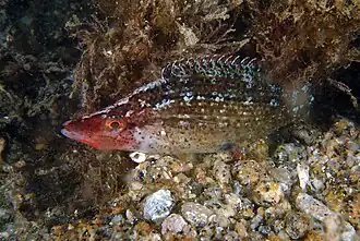 Symphodus rostratus