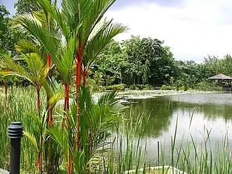 Image illustrative de l’article Jardin botanique de Singapour