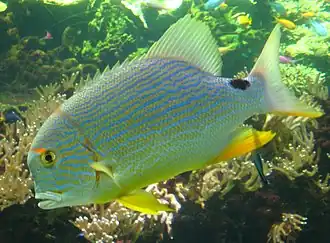 Description de l'image Symphorichthys_spirulus_by_Line1.jpg.