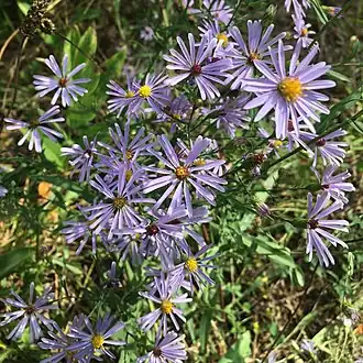 Description de l'image Symphyotrichum laeve 93797924 (cropped).jpg.