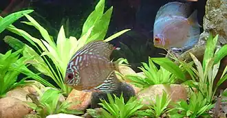 Description de l'image Symphysodon 'Red Turquoise' and 'Blue Diamond'.jpg.