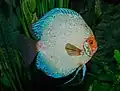 Discus commun bleu au zoo de Karlsruhe. Novembre 2019.