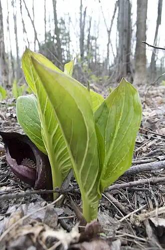 Description de l'image Symplocarpus feotidus.jpg.