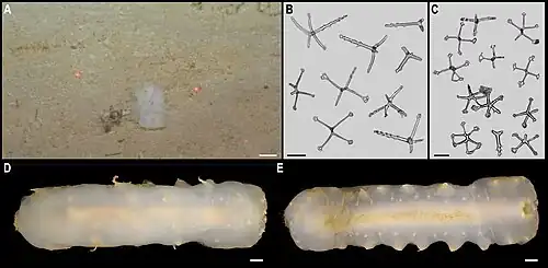 Synallactes sp.