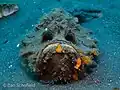 Synanceia horrida dans le détroit de Lembeh en Indonésie.