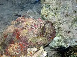 Synanceia nana