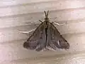 Synaphe punctalis.
