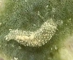 Synaptula hydriformis