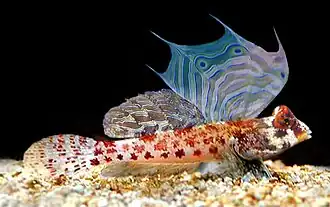 Synchiropus stellatus