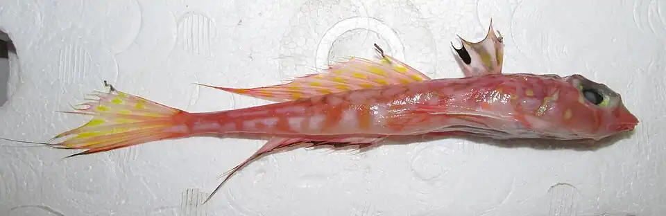 Synchiropus phaeton