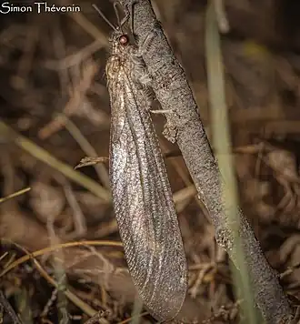 Synclisis baetica